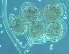 11-10 Circinella3.jpg (5999 bytes)