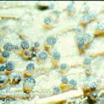 11-14 Ascobolus1.jpg (4635 bytes)