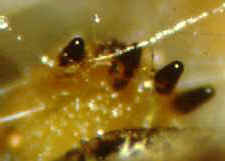 11-17 Ascobolus4.jpg (4924 bytes)