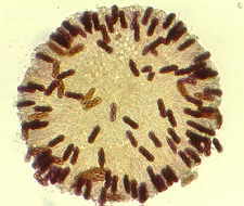 11-18 Saccobolus1.jpg (7990 bytes)