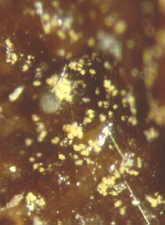 11-25 Basifimbria1.jpg (6217 bytes)