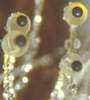 11-2 Pilobolus2.jpg (4776 bytes)