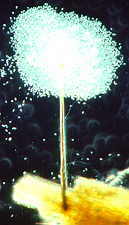 11-31 Graphium2.jpg (6087 bytes)