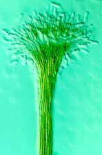 11-32 Graphium3.jpg (4995 bytes)