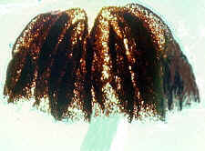 11-41a Coprinus6.jpg (45285 bytes)