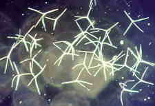 11-43 Tetrachaetum spores.jpg (5200 bytes)