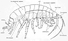 11-49 Gammarus.gif (9274 bytes)