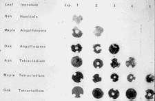 11-51 feeding expt2.gif (7189 bytes)