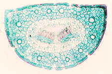 11-68 living needle ts.jpg (7417 bytes)