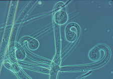 11-8 Circinella1.jpg (4696 bytes)