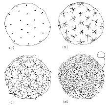 11 Coprinus.gif (9697 bytes)