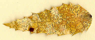 11 leaf zones.jpg (49883 bytes)