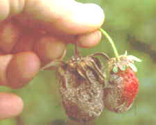 12-13 grey mould.jpg (4397 bytes)