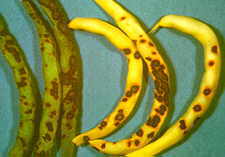 12-16 anthracnose.jpg (7086 bytes)