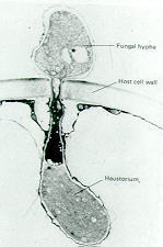12-19 haustorium.jpg (7176 bytes)