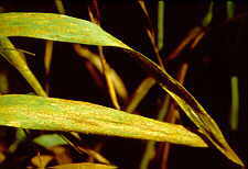 12-4 Puccinia graminis.jpg (6559 bytes)