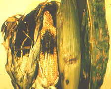 12-5 Southern corn blight.jpg (8447 bytes)