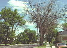 12-6 Dutch elm disease.jpg (8059 bytes)