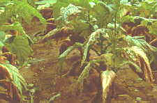 12-8 blue mould of tobacco.jpg (7760 bytes)