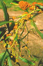 14-15 Acacia2.jpg (8427 bytes)