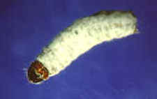 14-2 spruce budworm2.jpg (2937 bytes)