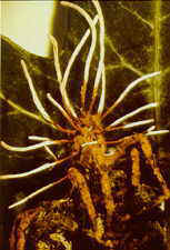 14-7 Akanthomyces.jpg (8122 bytes)