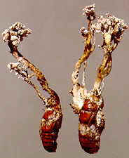 14-8 Cordyceps.jpg (6634 bytes)