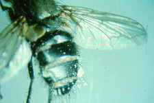 14-9 Entomophthora.jpg (4812 bytes)