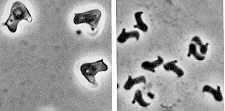 15-17 Harposporium2.jpg (4134 bytes)