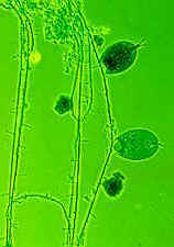 15-20 rotifer.jpg (5772 bytes)