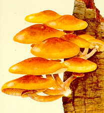 18-13 Pholiota nameko.jpg (139929 bytes)