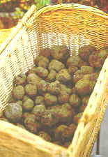 18-19 truffle basket.jpg (7139 bytes)