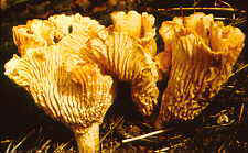 18-42 chanterelle.jpg (8485 bytes)