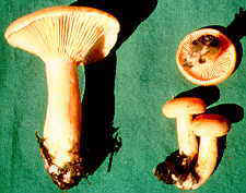 18-43 Lactarius deliciosus.jpg (8188 bytes)