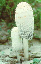 18-46 Coprinus comatus.jpg (5474 bytes)