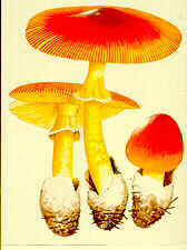 18-49 Amanita caesarea.jpg (6827 bytes)
