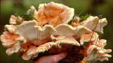 18-53 Laetiporus.jpg (5612 bytes)