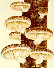 18-7 Lentinus edodes painting.jpg (9160 bytes)