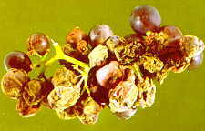19-2 Botrytis2.jpg (7053 bytes)