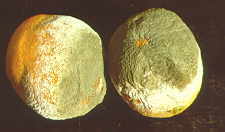 20-4 mouldy orange.jpg (4913 bytes)