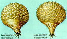 22-28 hallucinogenic puffballs.jpg (7421 bytes)