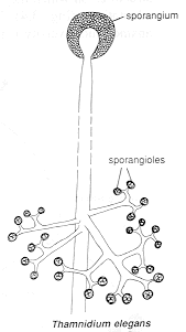 3 Thamnidium.gif (6782 bytes)