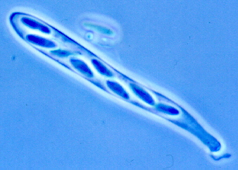 4 Trochila ascus.jpg (65462 bytes)