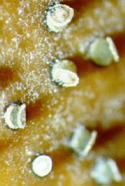 4 Trochila open.jpg (48424 bytes)