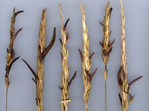 4 ergots.jpg (72121 bytes)