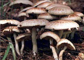 Agrocybe praecox.jpg (12282 bytes)