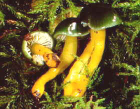 Hygrocybe psittacina.jpg (12978 bytes)