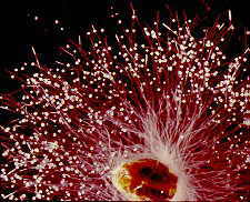 achlya.jpg (12789 bytes)