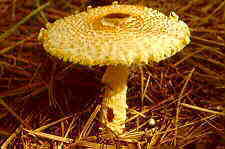 agaric6.jpg (6515 bytes)
