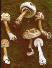 agaric8.jpg (5245 bytes)